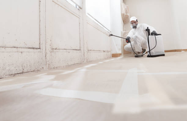 Black mold remediation team in East Islip